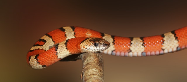 King Snake Snake Banded Red 47310
