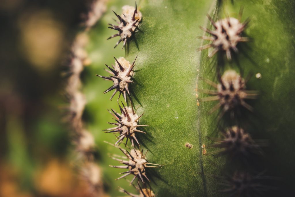 First Aid for Thorns and Glass by Famhealth