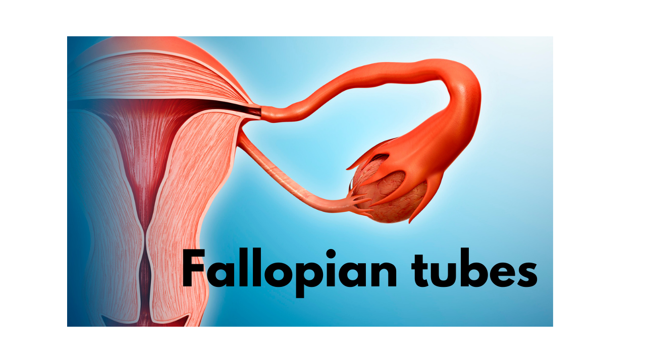 What are Fallopian tubes ?