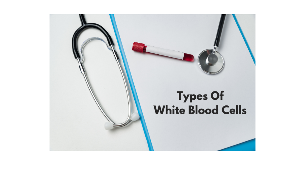 what-are-the-types-of-white-blood-cells