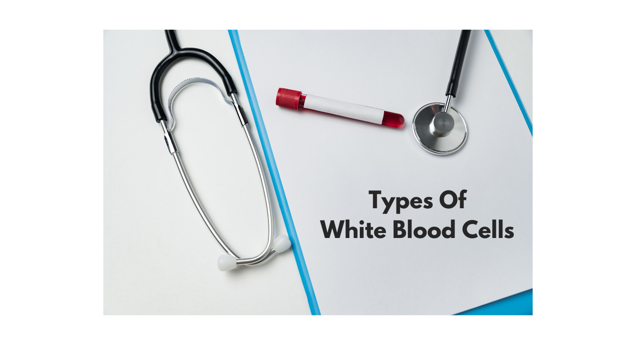 What are the types of white blood cells