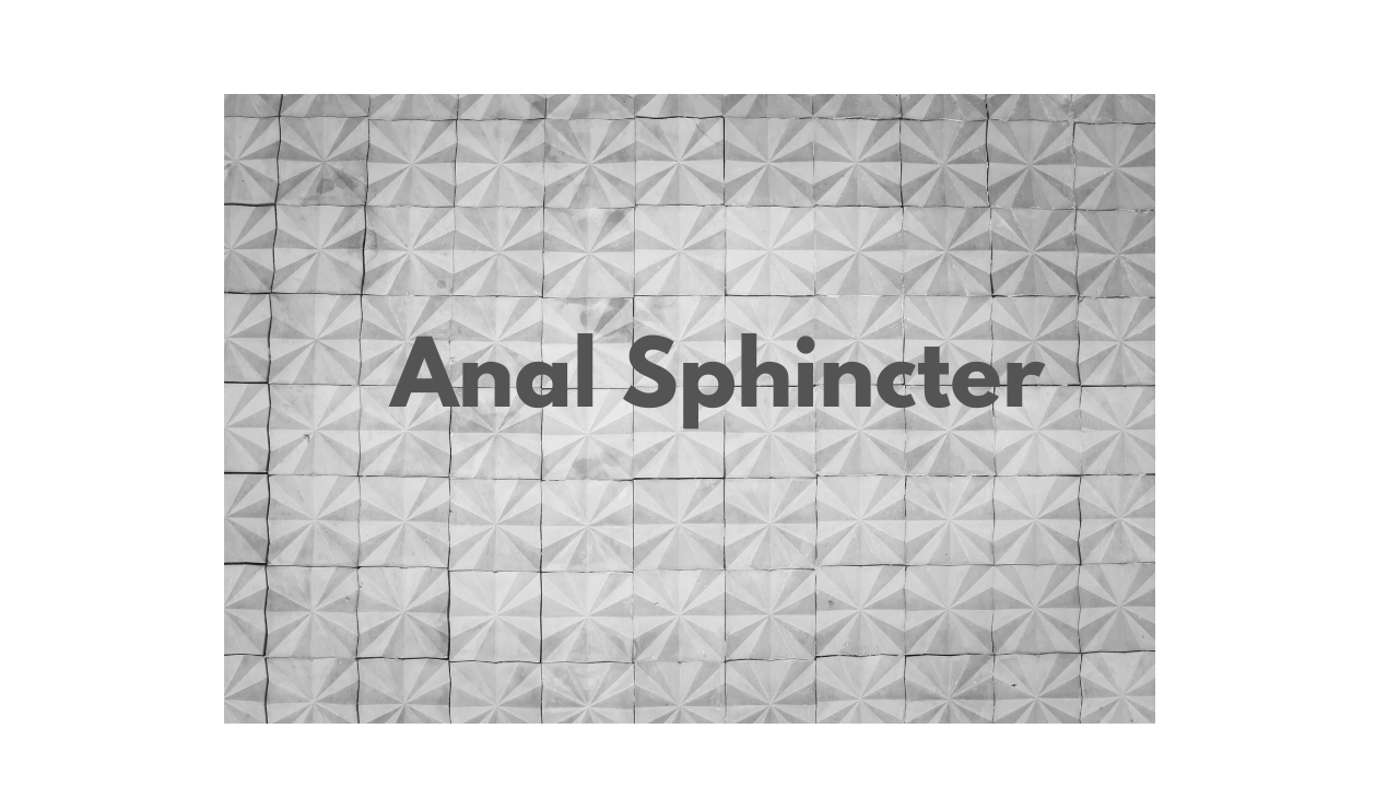What is Anal sphincter?